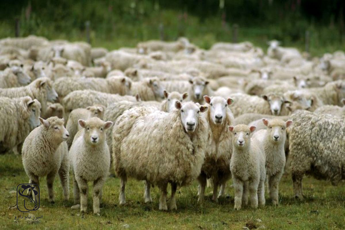 استفاده از ضایعات کشاورزی در تهیه خوراک دام؛ راهکارهای اقتصادی