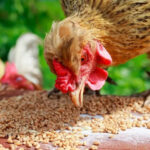چطور خوراک طیور صنعتی را در انبار به‌صورت ایمن نگهداری کنیم؟
