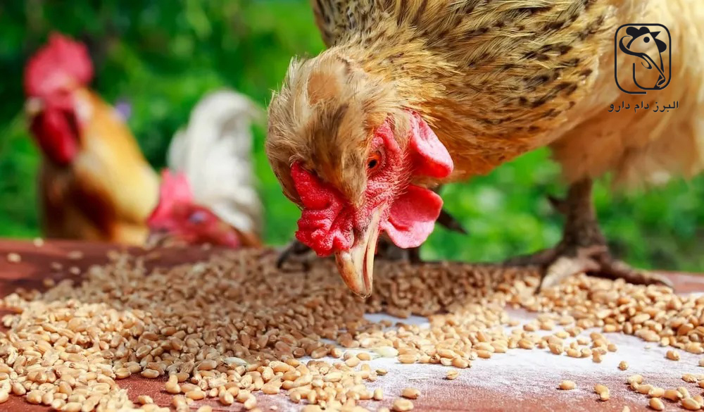 چطور خوراک طیور صنعتی را در انبار به‌صورت ایمن نگهداری کنیم؟